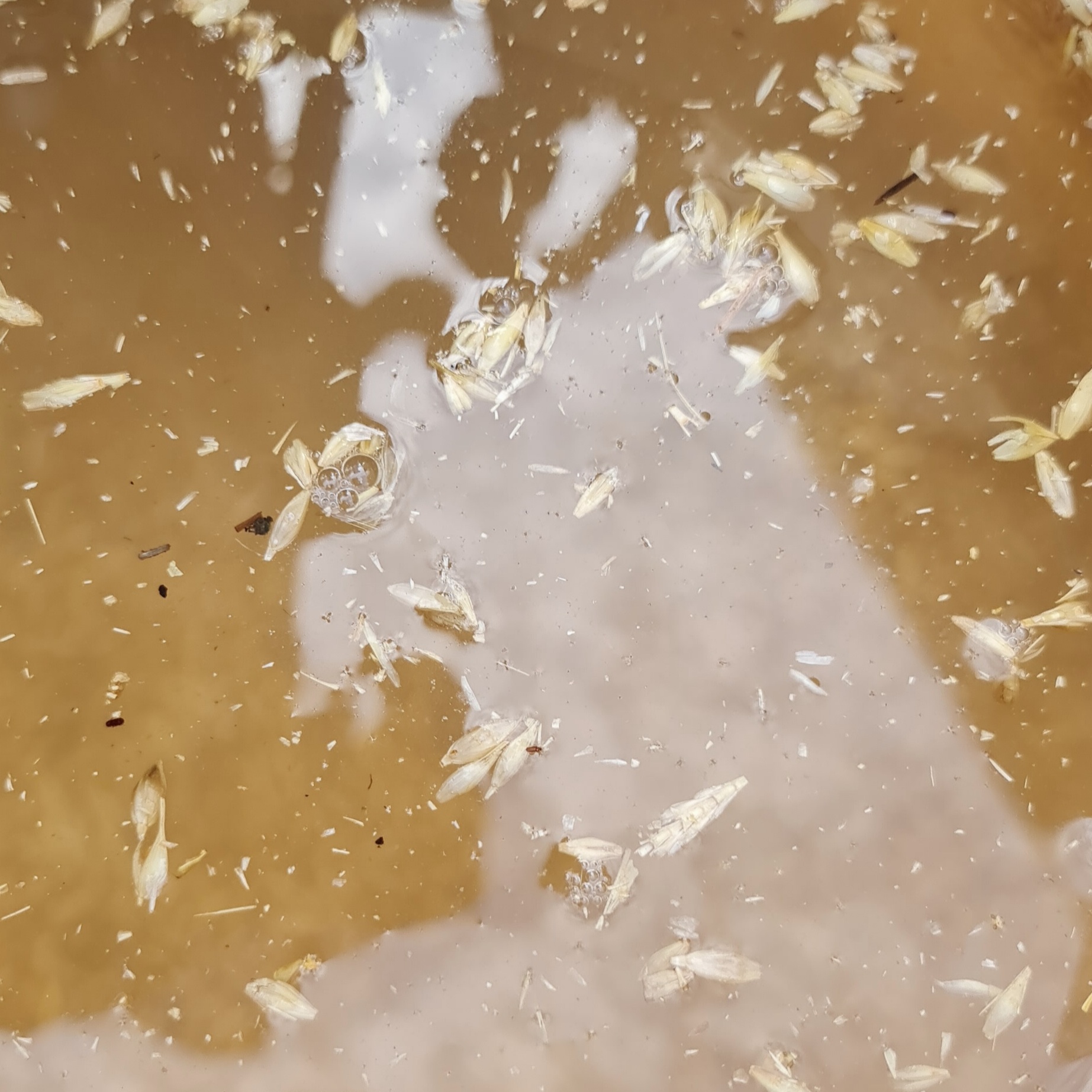 Cover with water and remove the floating debris.