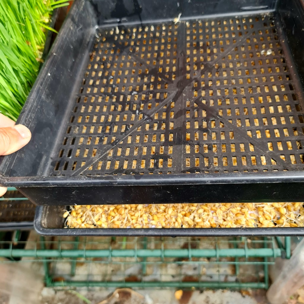 You can place another tray on top to protect the sprouts and help them grow into a thick mat.