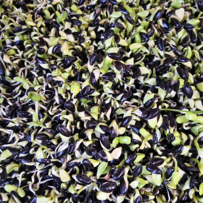 Sprouting whole grains