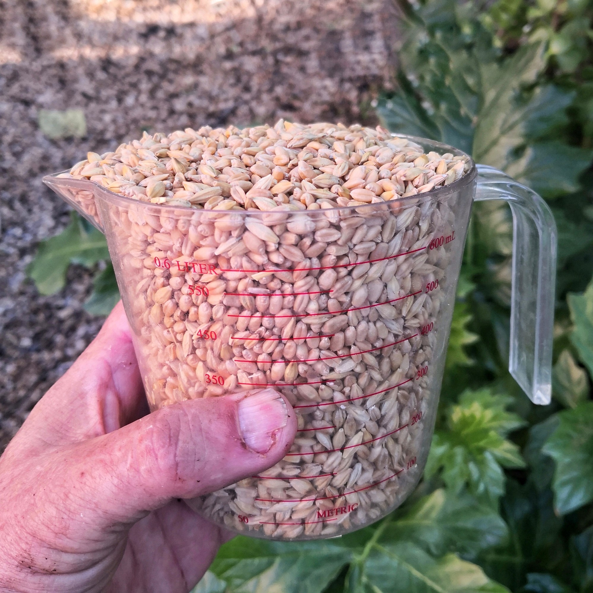 Two and a half cups of grain gives enough Wheat and Barley for two trays of fodder. 