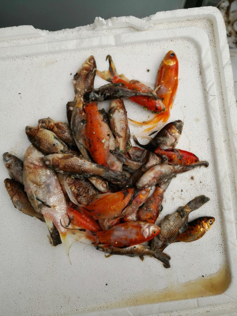 The first haul of bodies... 