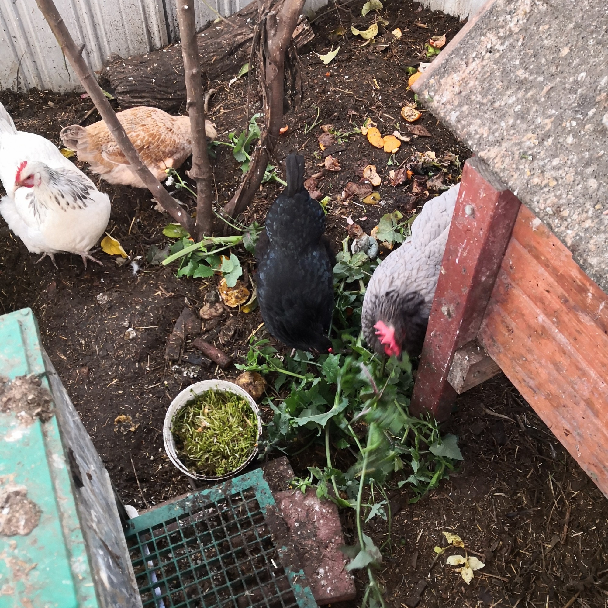 The chooks get leftovers from the fertilizer production.