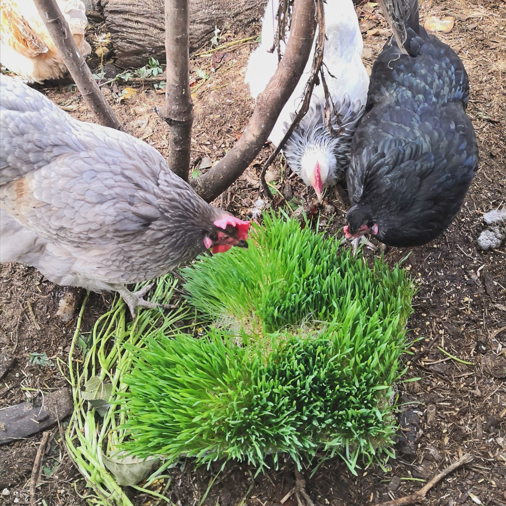 Growing fodder for chickens