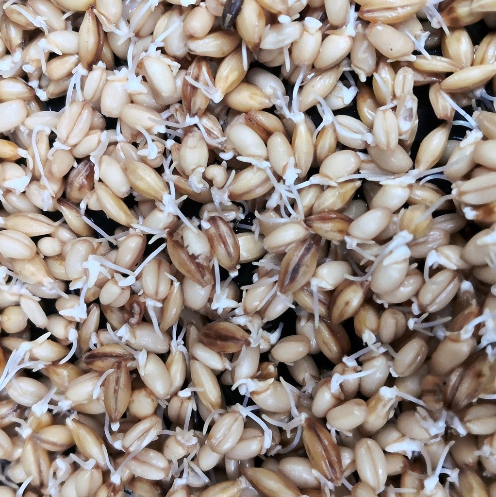 This is the time to transfer to trays. 