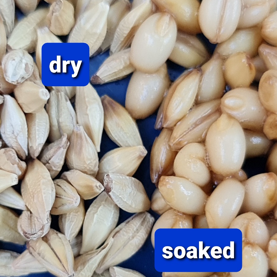Dry vs soaked grain.