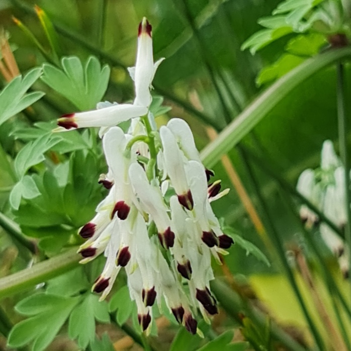 The white one is Fumaria capreolata.