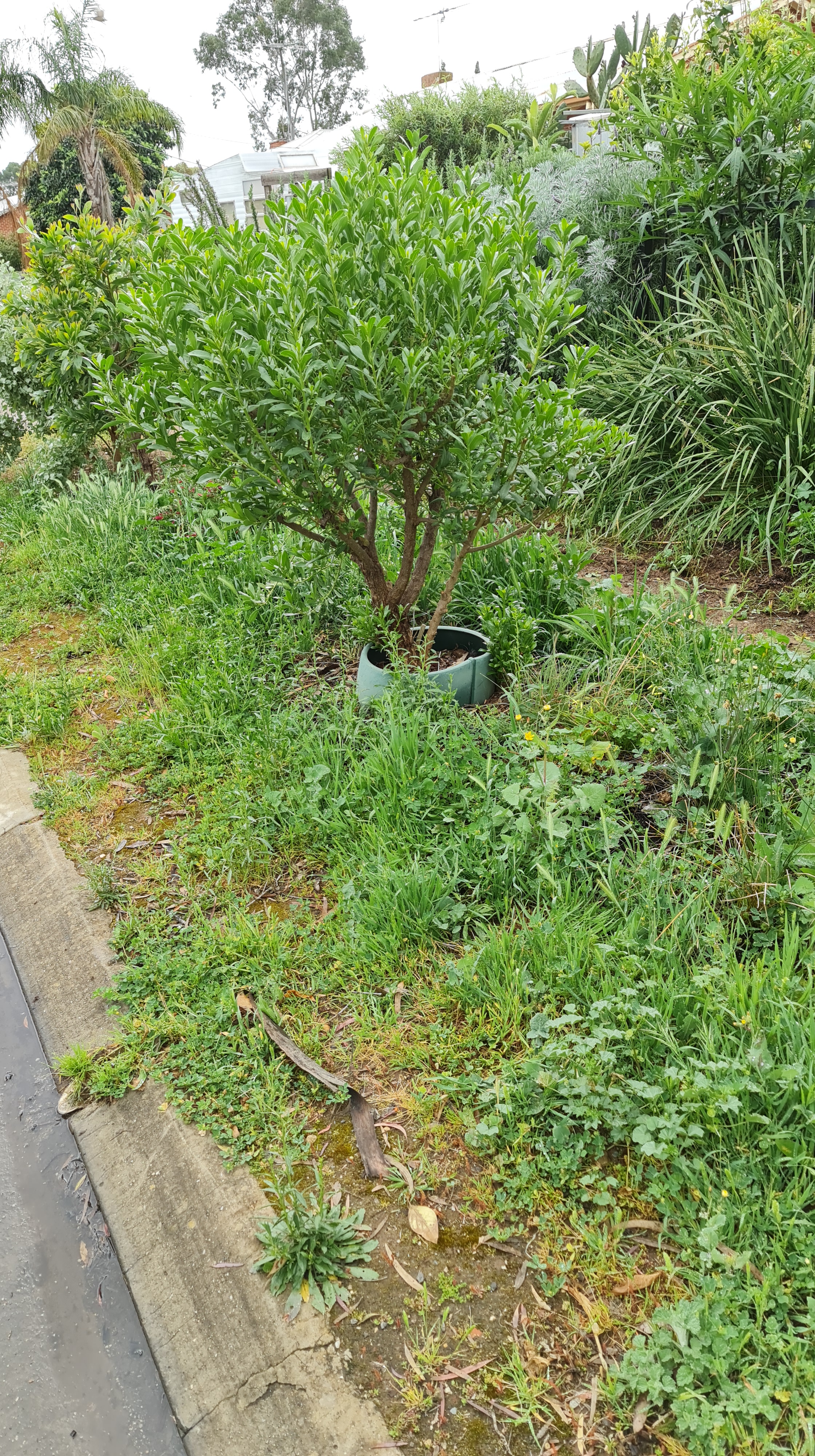 Verge gardening video – a different way of seeing weeds
