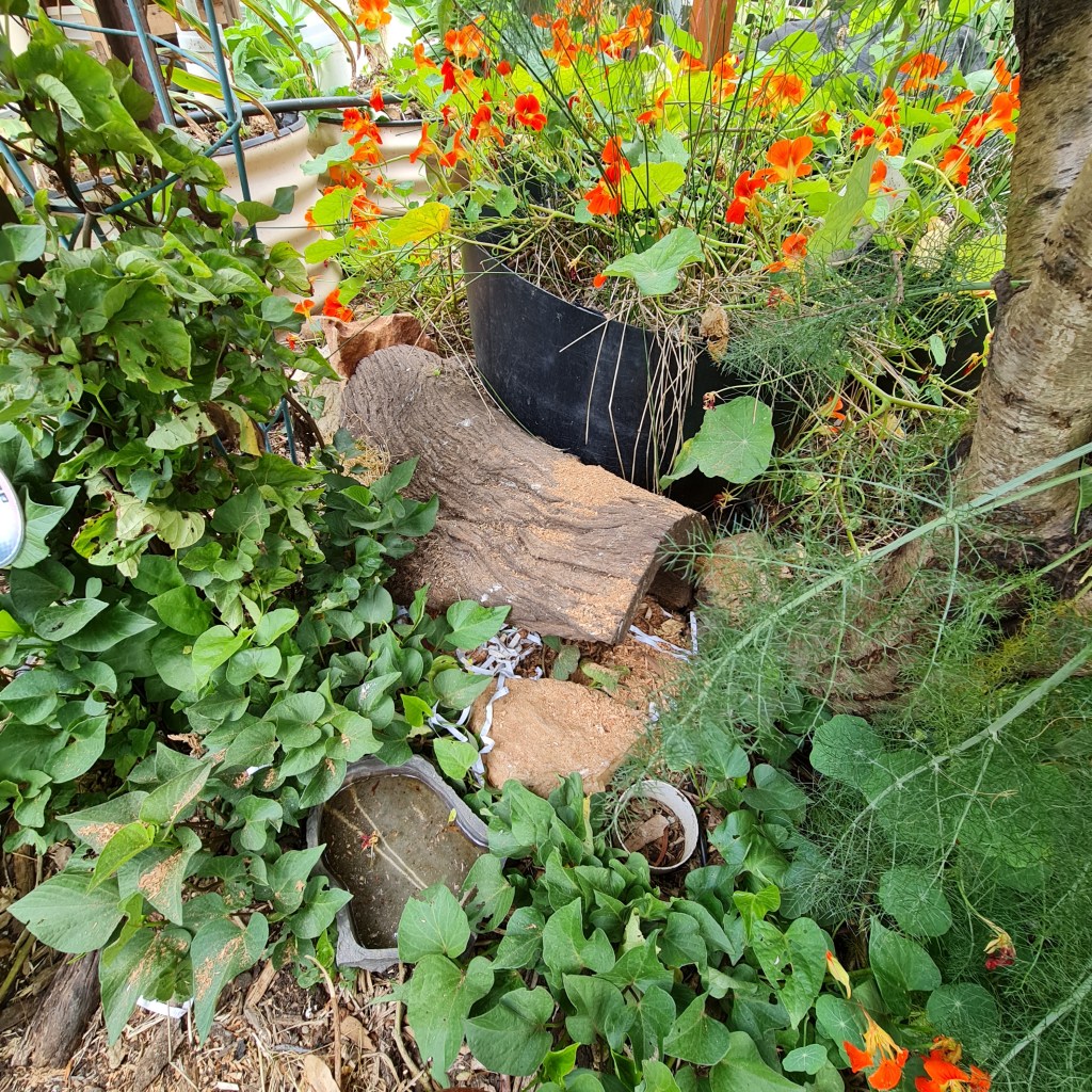 Mingee’s in the&nbsp;garden!