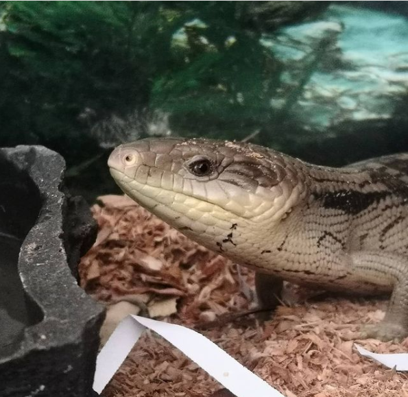 Mingee is our newly introduced predator in the front garden.