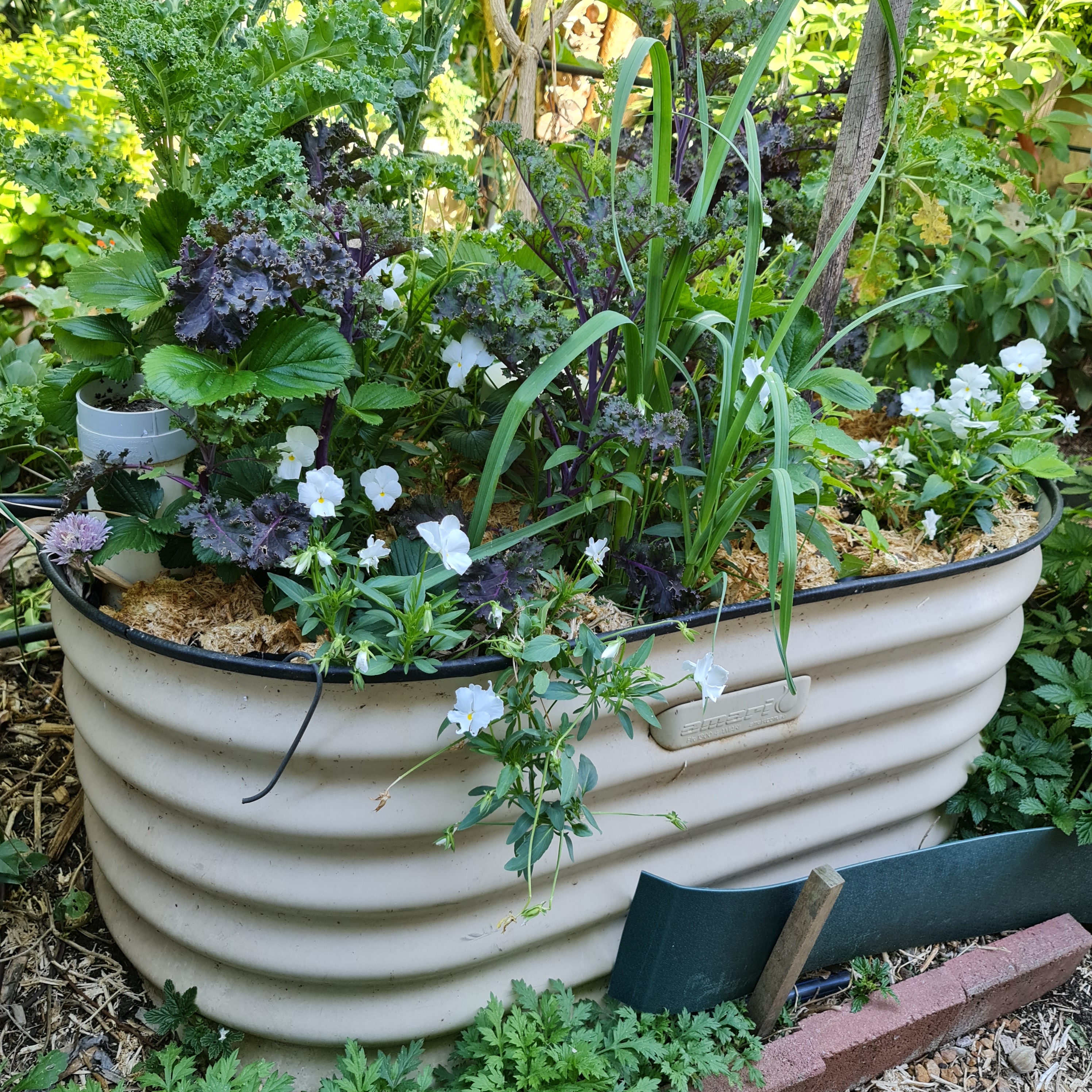 Still some vacancies for “Abundance in Your Summer Garden”