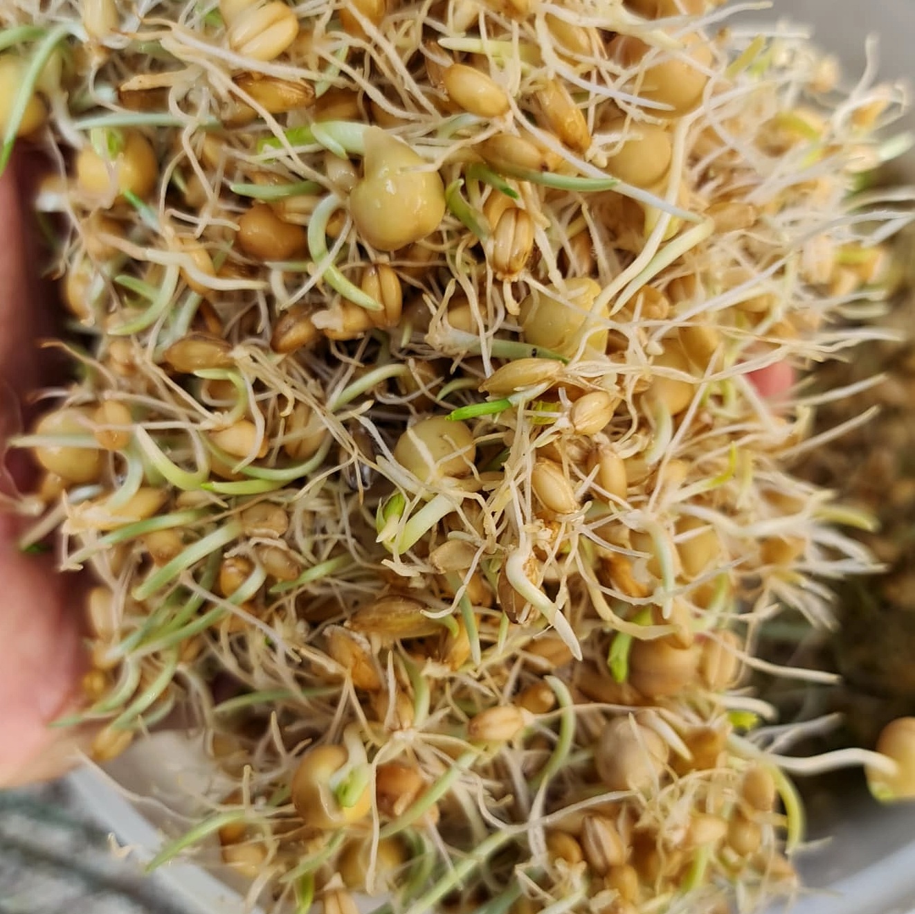 Chicken’s choice – Update on the sprouting/fodder system