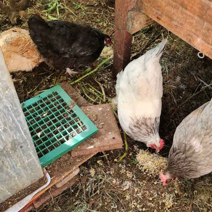 The girls just loves them sprouts!
