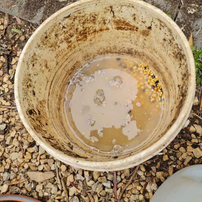 There's life brewing in the bottom of that buicket!