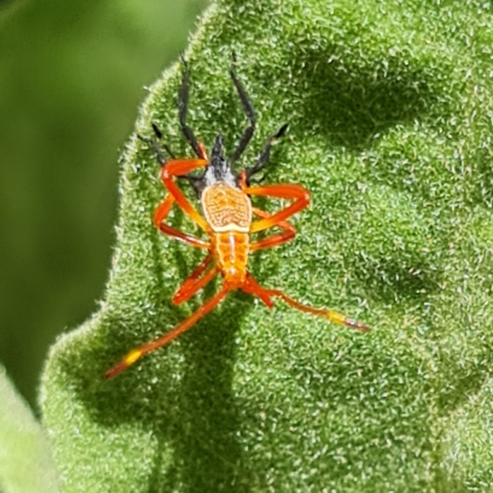 An Assassin Bug is a welcome friend.