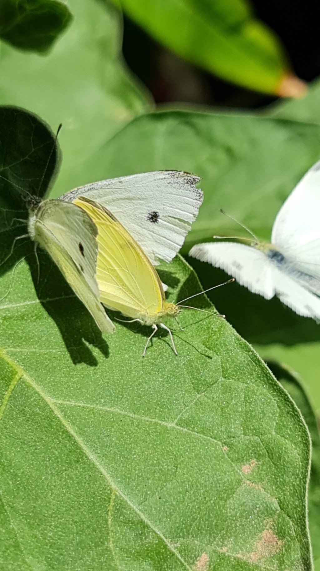 Keeping up with the pests with a little&nbsp;wu-wei