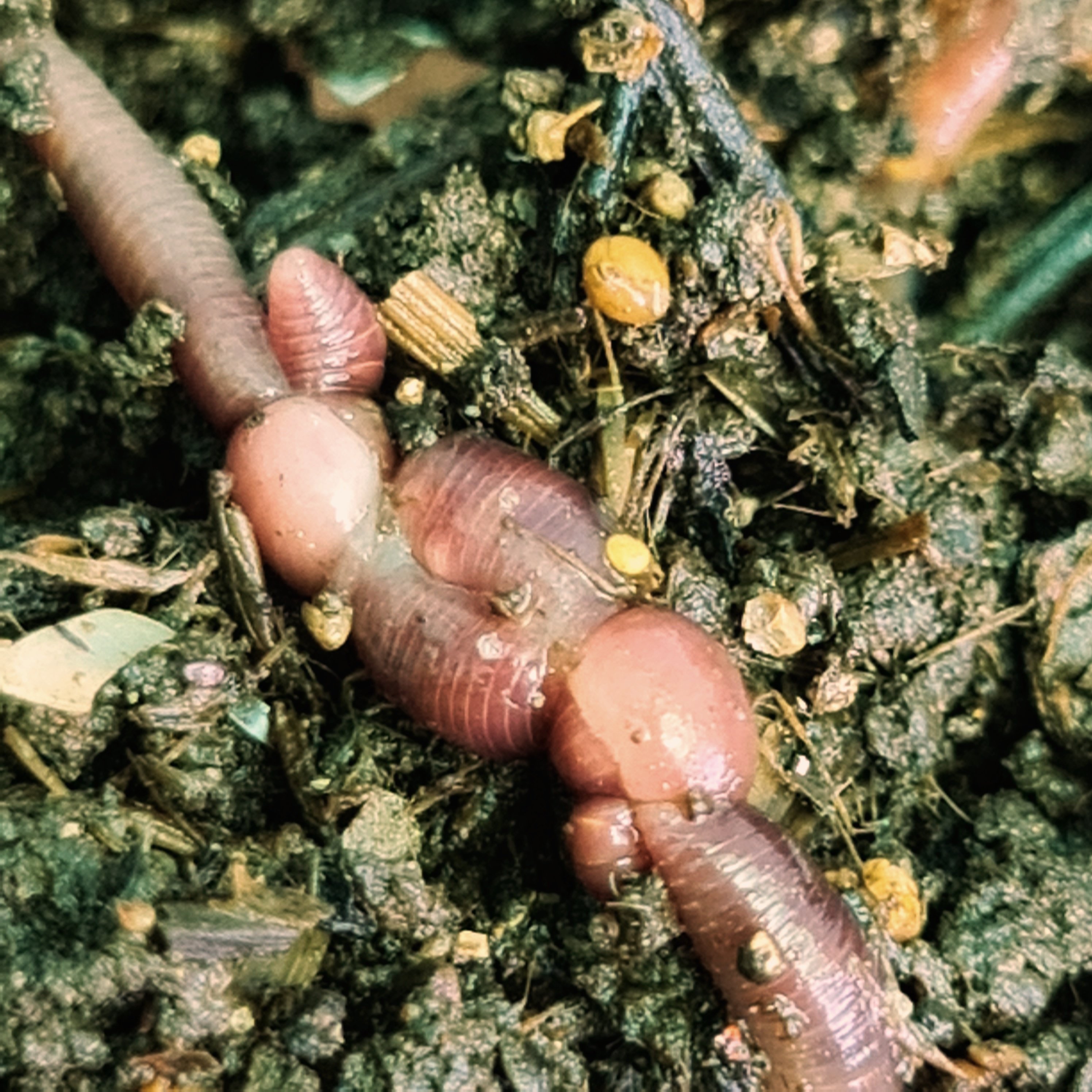 It gets a bit confusing as to who is doing what but this is two worms engaged in the act of love.