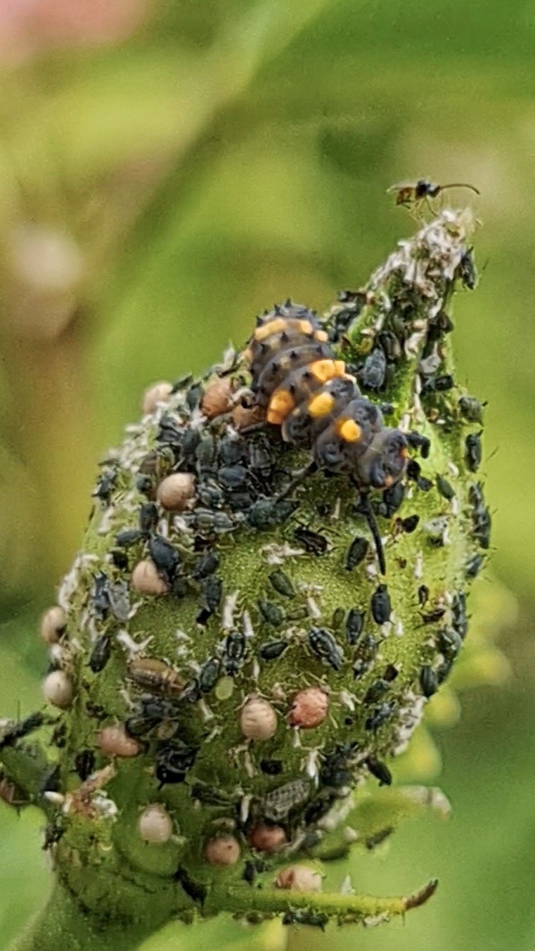 Aphids