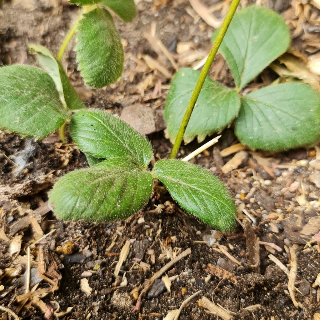 Propagating the Strawberries
