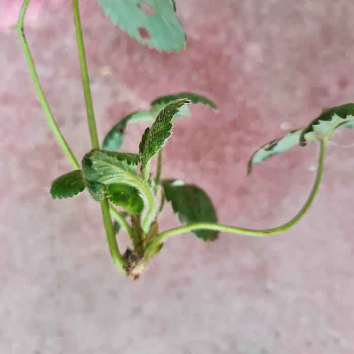 This is the node. It will become a new Strawberry plant for you.