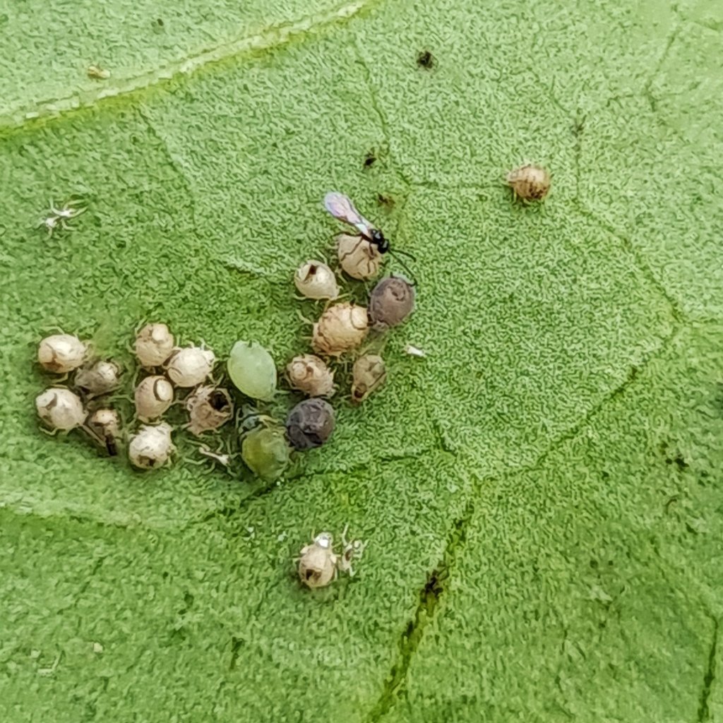 That tiny parasitic Wasp has been laying its eggs in these Green Peach Aphids.