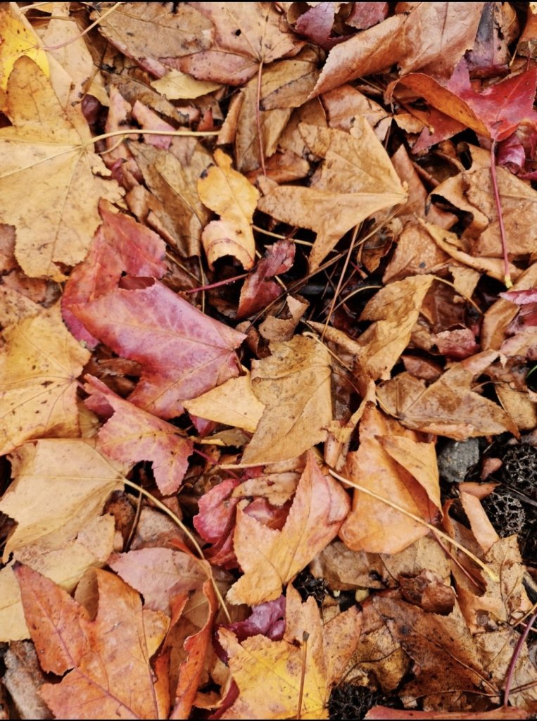 It's time to harvest those fallen leaves.