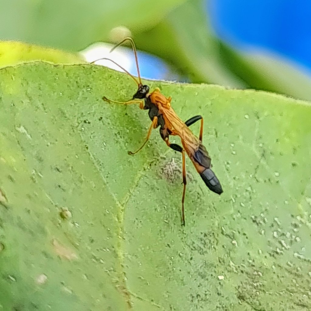 Ichneumon Wasp