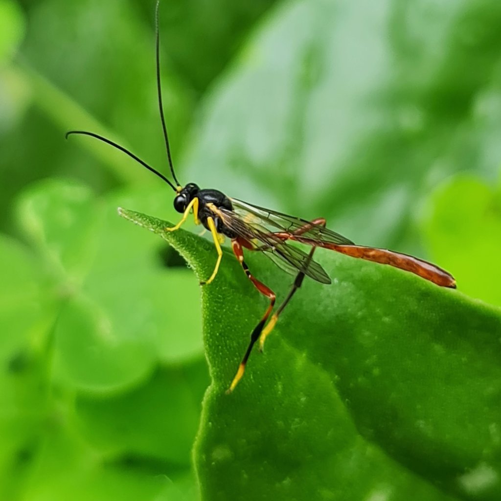 Pests, predators and  taking it easy with the&nbsp;spray.