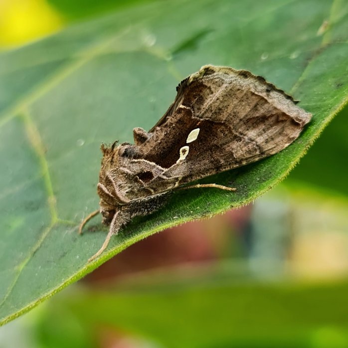 Cabbage Looper moth.