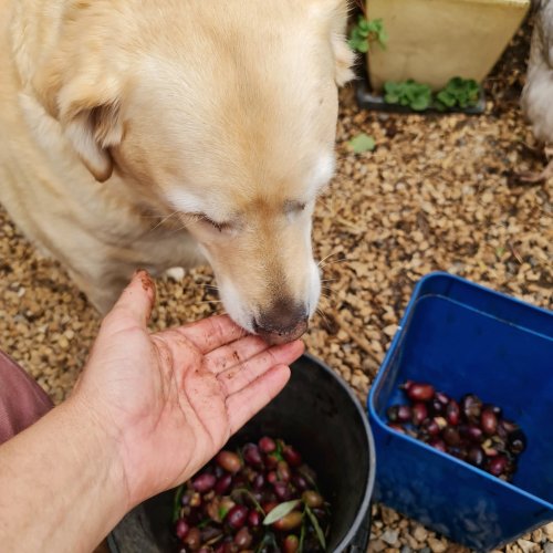 Athena loves the taste!