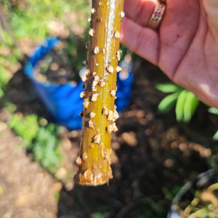 New roots will ,come from these white lumps.