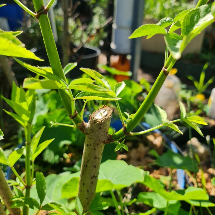 Every cut of older wood gives 2 new branches!
