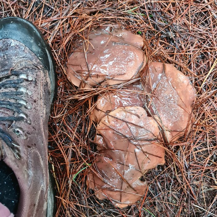 A nice cluster of Slippery Jacks popping out of the Pine needles.