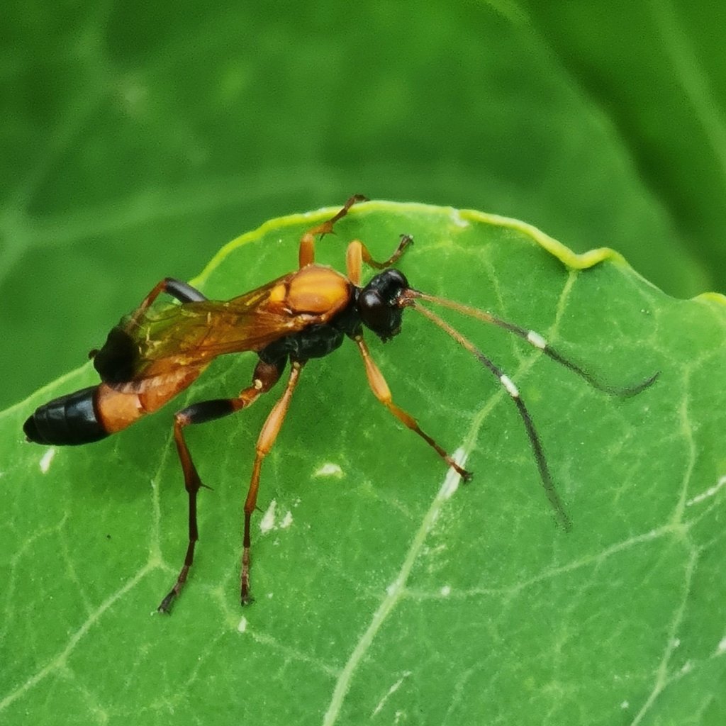 Ichneumon Wasp