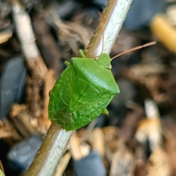 Adult Green Vegetable Bug.