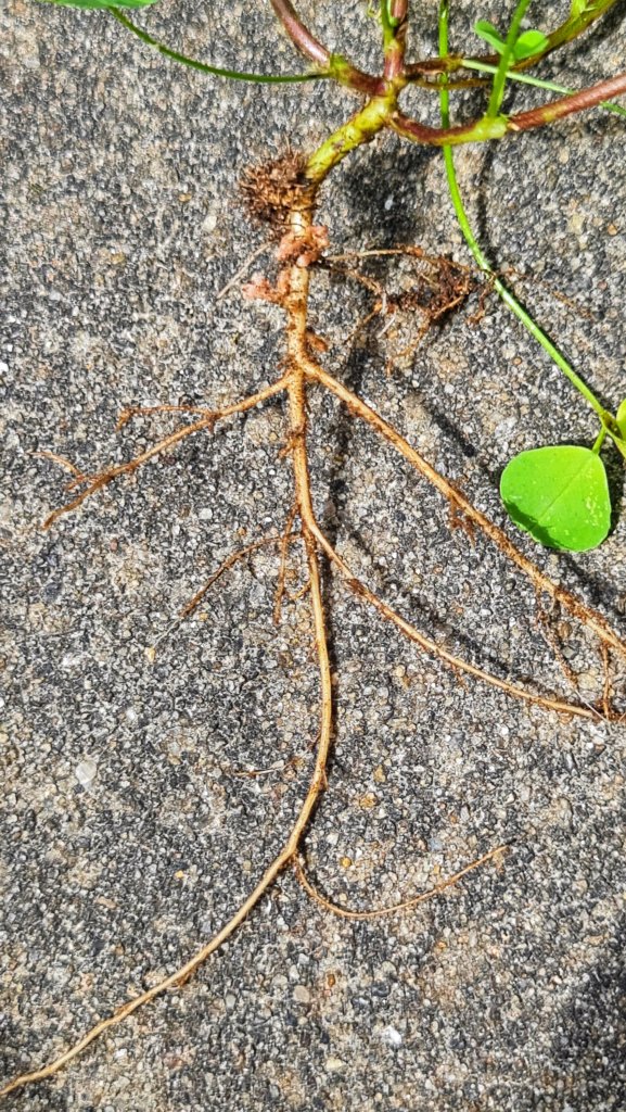 A deep taproot makes it extra useful.