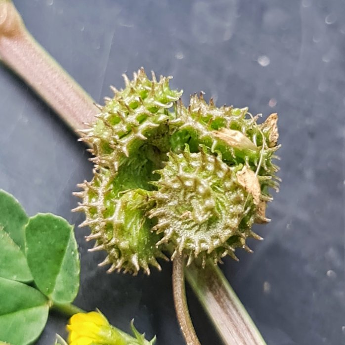 Anyone who's worn socks will know Burr Medic!