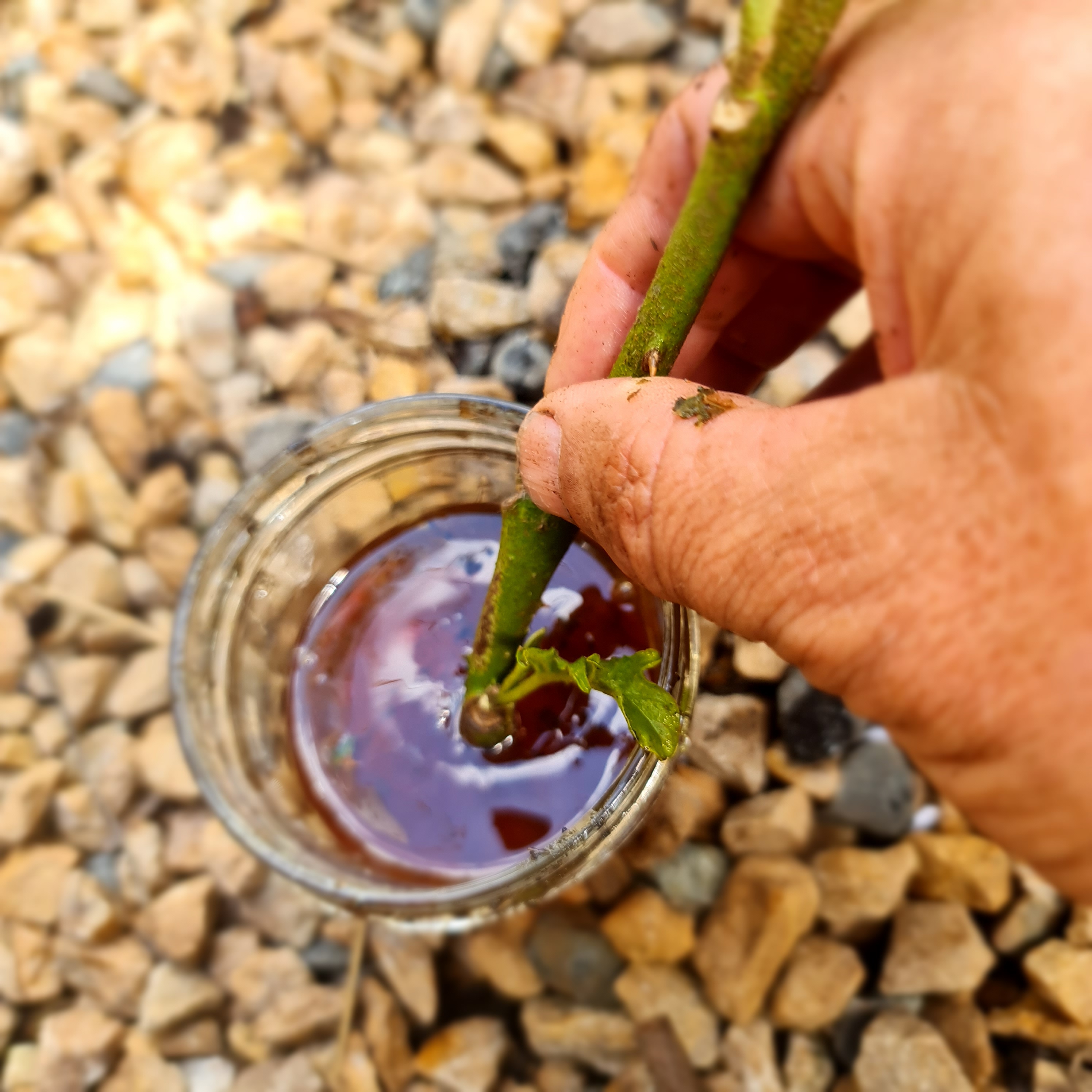 Easy propagation of some types of cuttings