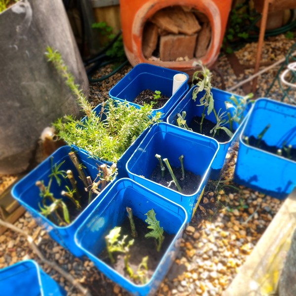 Keep moist until roots form.