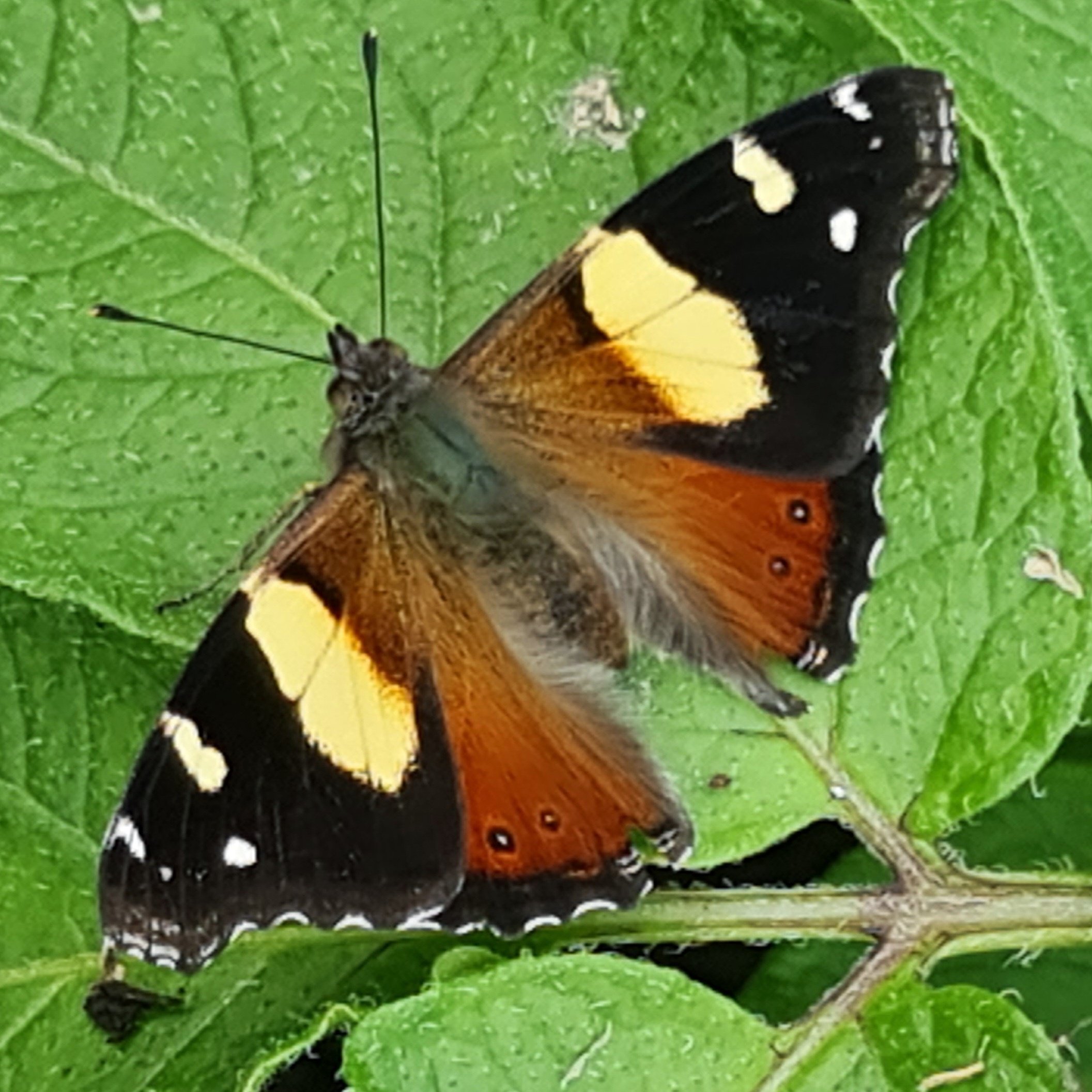 Australian Admirals rely on Nettles.

