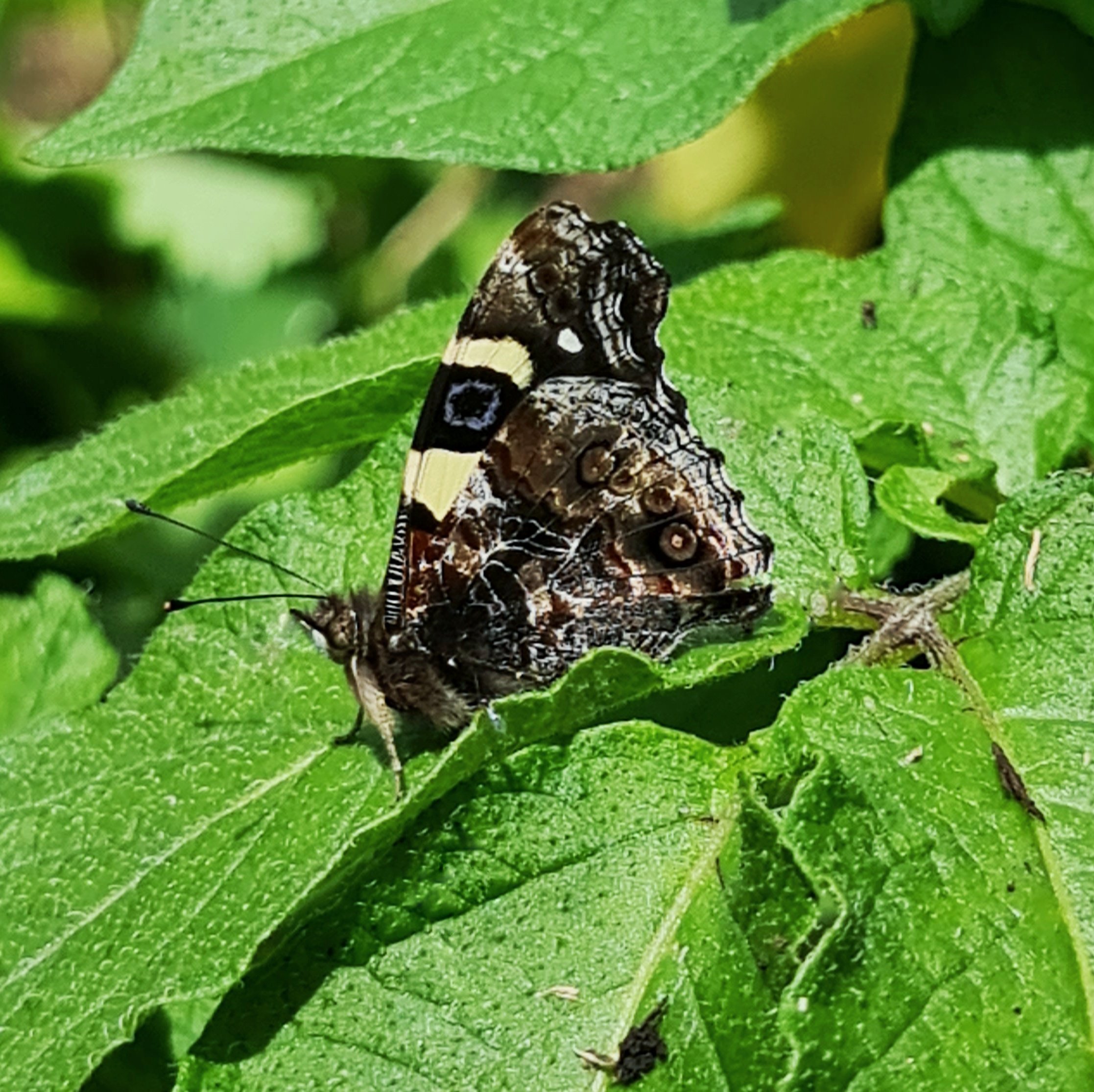 Yellow Admiral resting