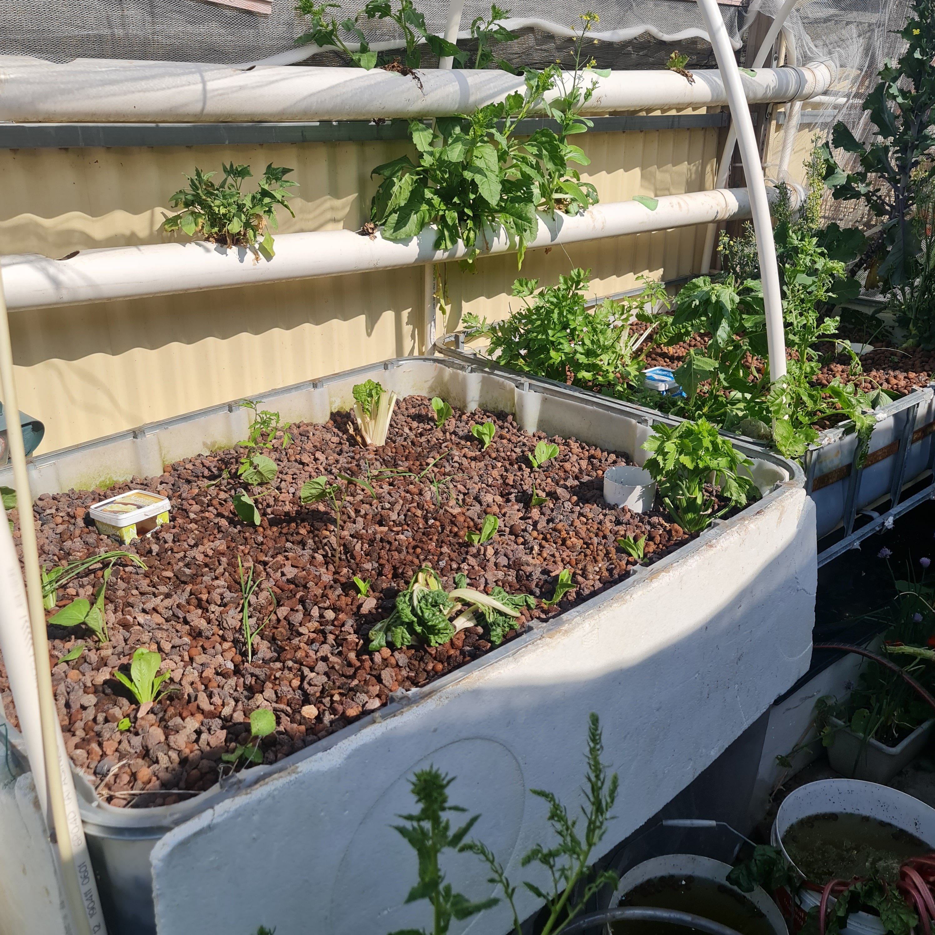New media, new plants, tired muscles – The final aquaponics upgrade (yeah, right).
