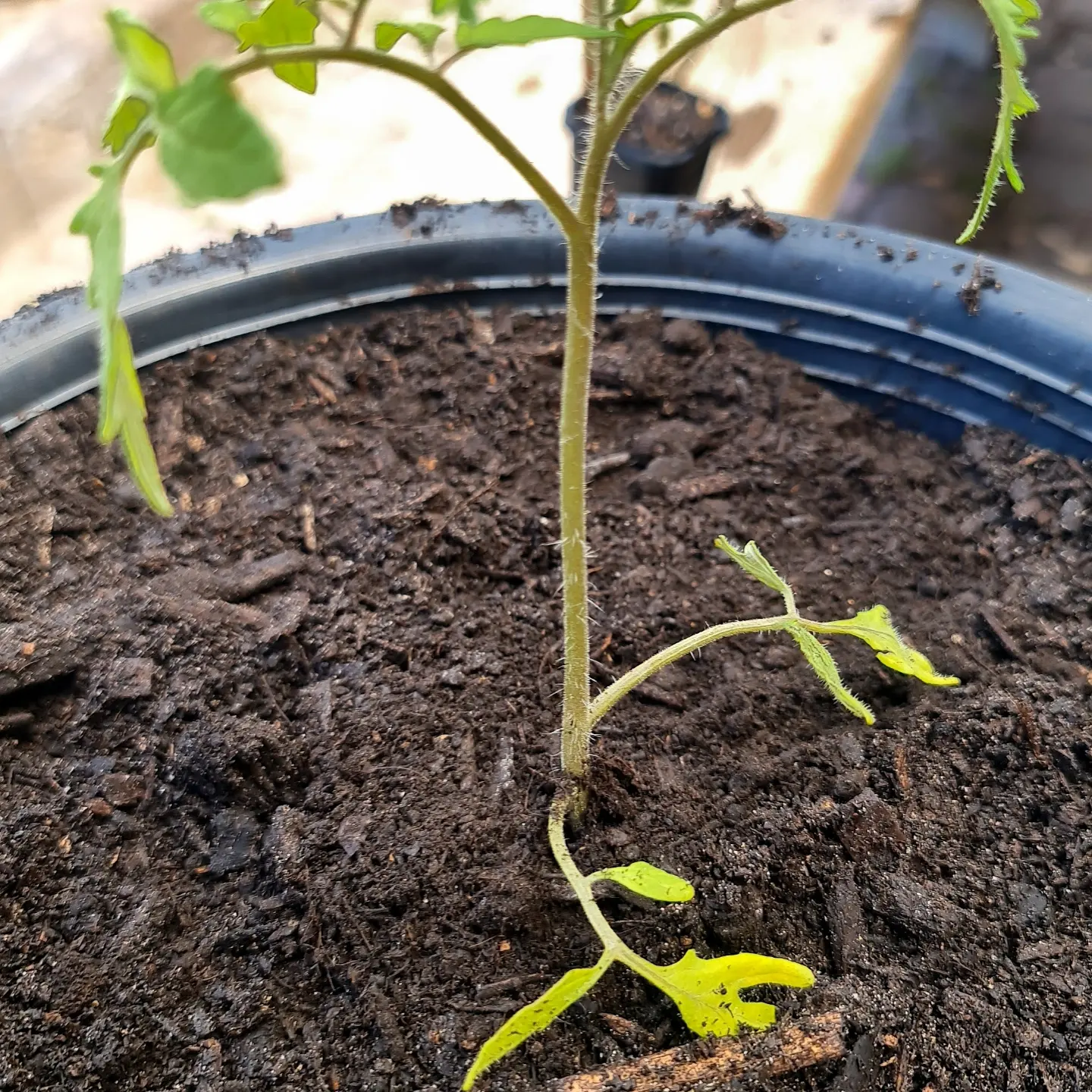 Tomato economics and the collapse of capitalism