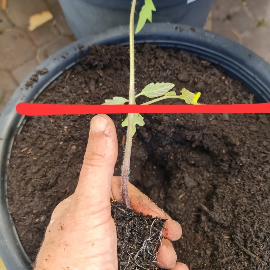 Planting tomatoes for greater&nbsp;success