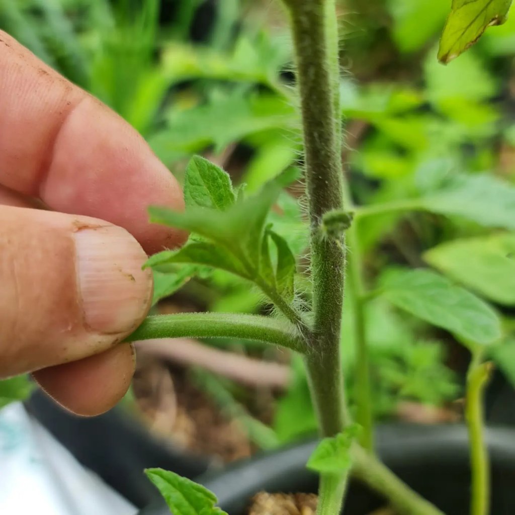 It’s time to pinch your tomatoes (and I don’t mean stealing&nbsp;them)