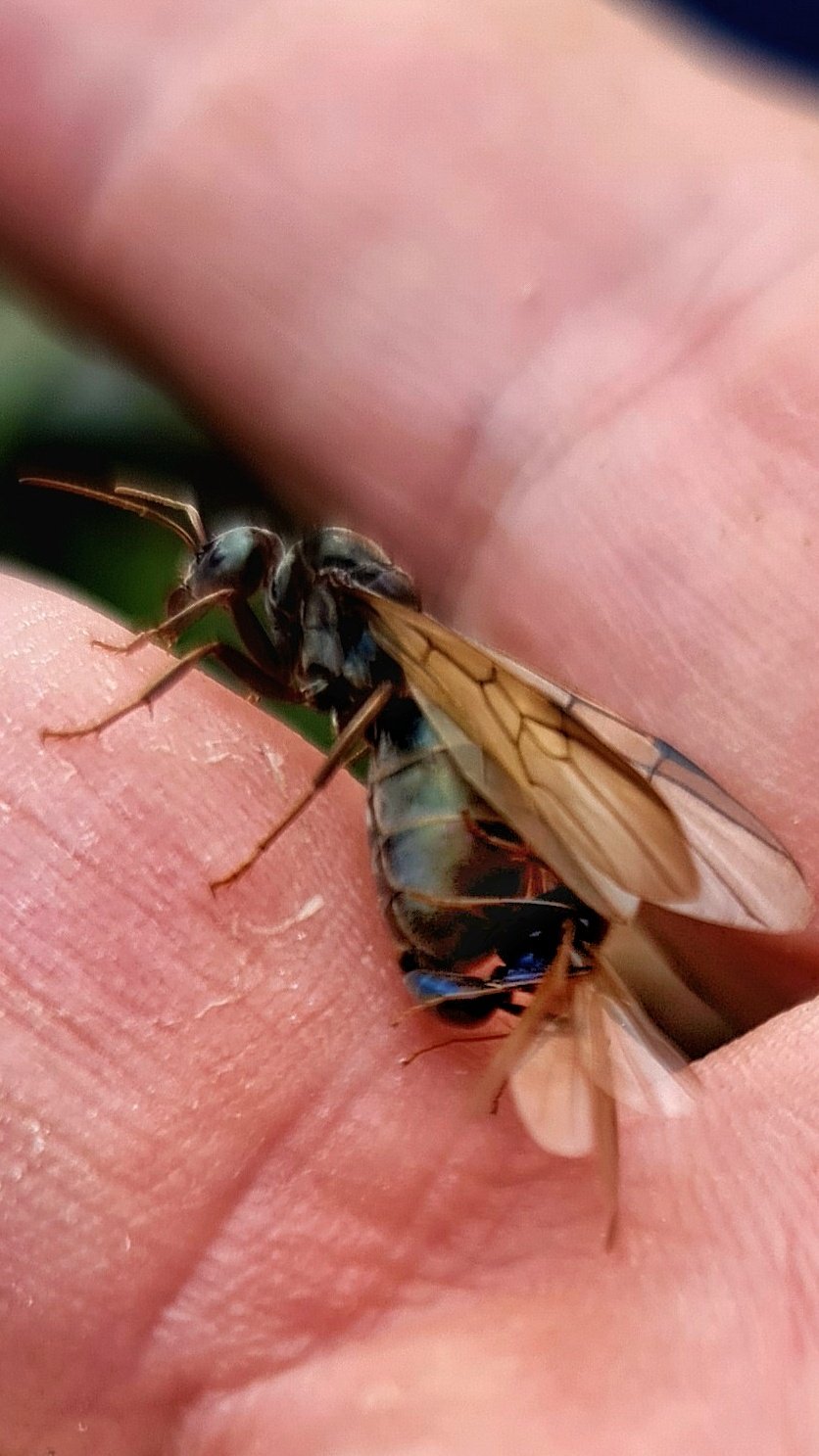 Flying Ants mating