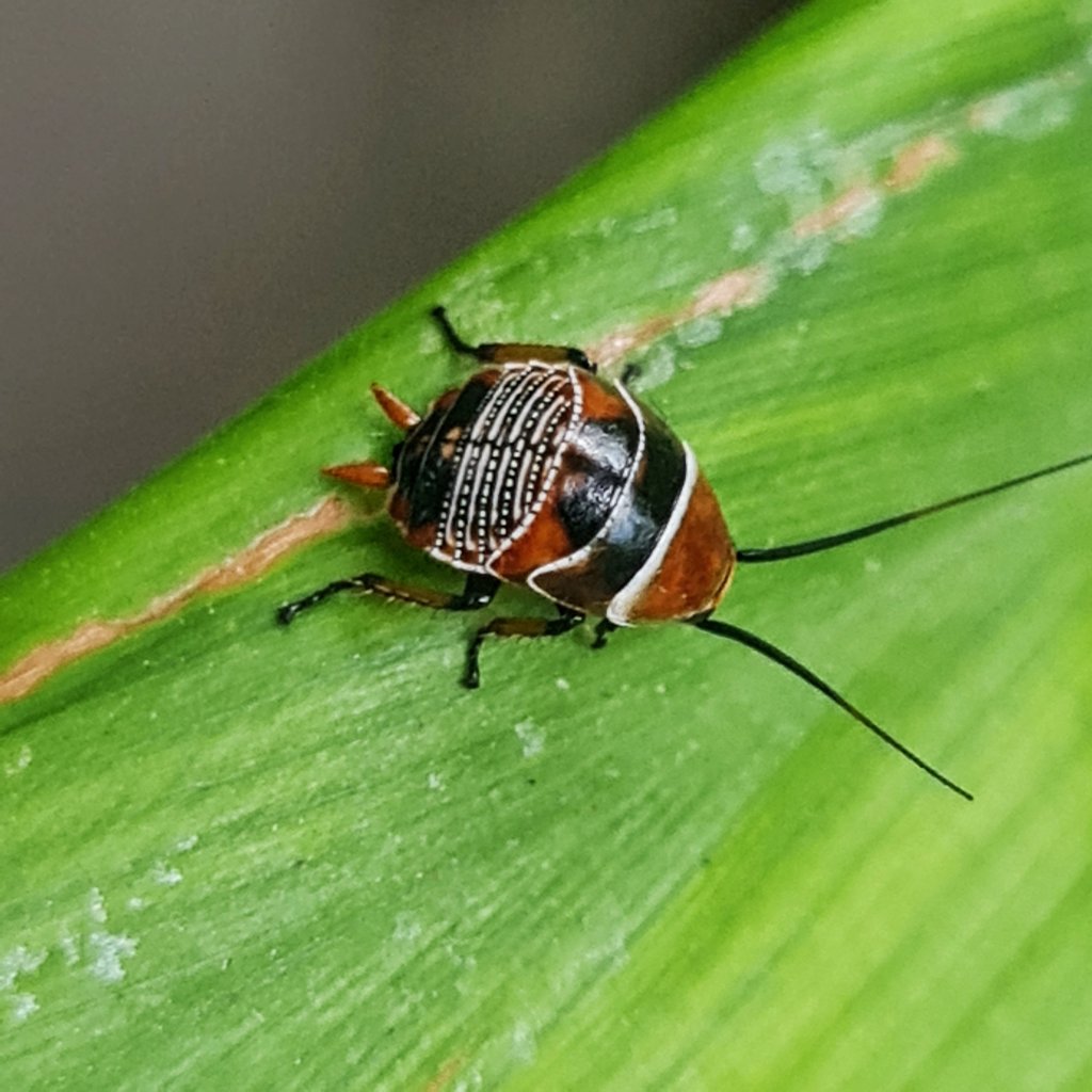 Gisborne Cockroach
