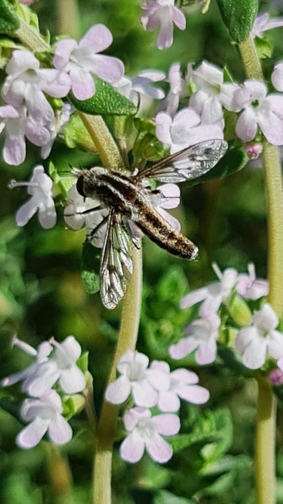 Our first Bee Fly sighting!