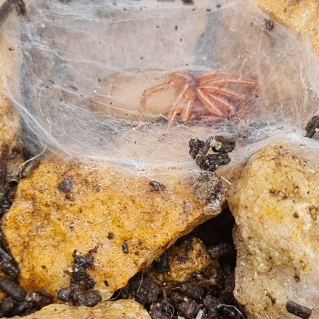 Woodlouse spiders do a great service throughout the year keeping Slaters under control.