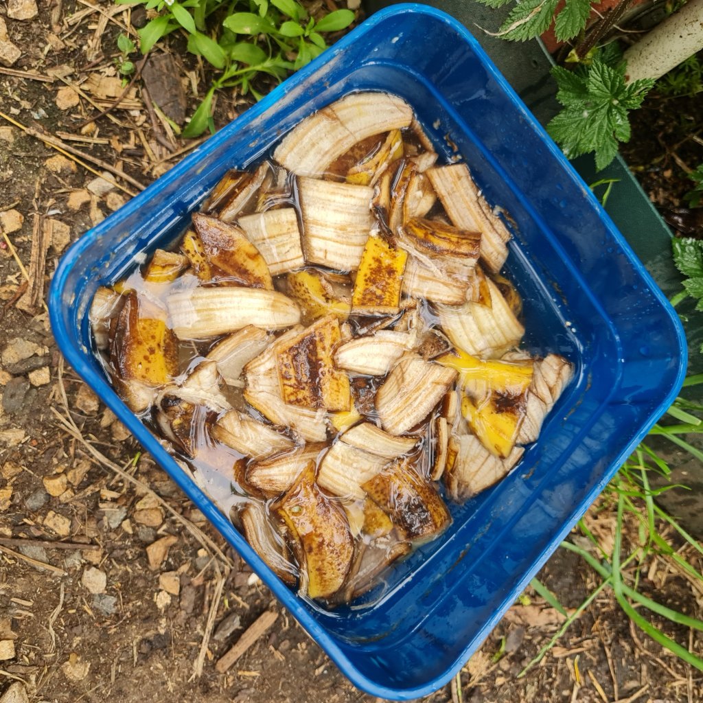 Bananas skins for Potassium for your&nbsp;plants