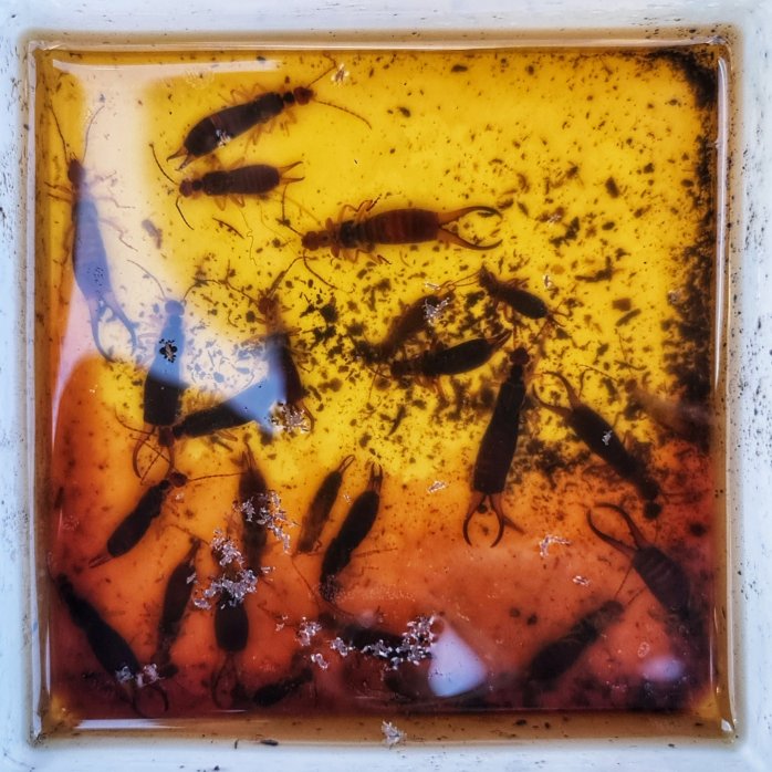 It doesn't take long for your trap to start attracting Earwigs!